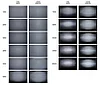 Pixel MAGO профессиональная фотовспышка на CANON, фото 6